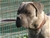 Halzo - Triola Cane Corso
